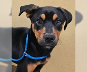 Rottweiler-Unknown Mix Dogs for adoption in Hillsboro, NH, USA