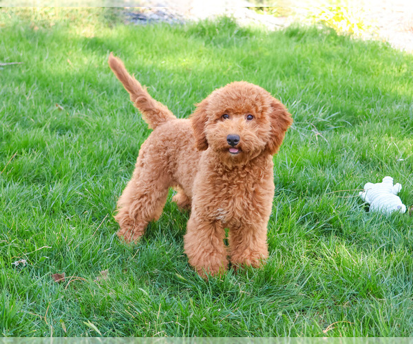 Medium Photo #4 Goldendoodle Puppy For Sale in SYRACUSE, IN, USA