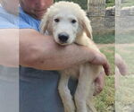 Small #12 Great Pyrenees