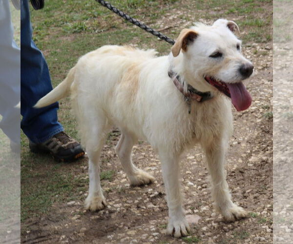 Medium Photo #3 Border Terrier-Unknown Mix Puppy For Sale in Bandera, TX, USA