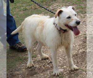 Jazz - Female Border Terrier-Unknown Mix Dog for Adoption - Photo #3
