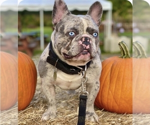 Father of the French Bulldog puppies born on 03/07/2026