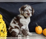 Small #2 Miniature Labradoodle