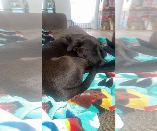 Medium Photo #3 Labrador Retriever-Unknown Mix Puppy For Sale in Holly Springs, NC, USA