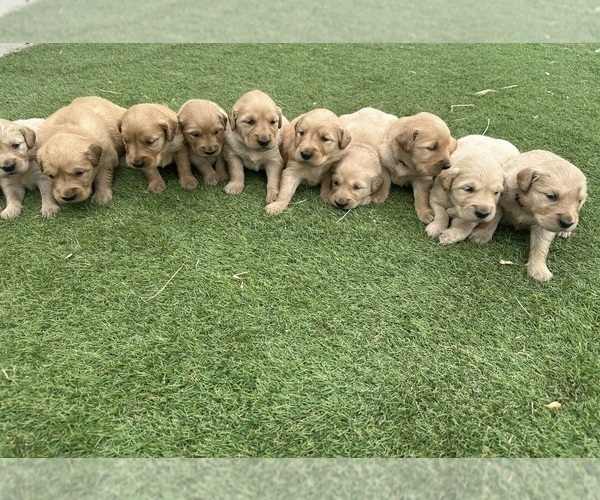 Medium Photo #9 Golden Retriever Puppy For Sale in GRANITE BAY, CA, USA