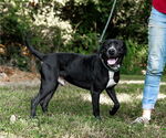 Small #1 American Pit Bull Terrier Mix