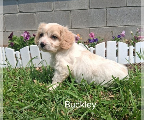 Medium Photo #3 Cavachon Puppy For Sale in MOUNT PLEASANT, MI, USA