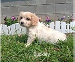 Small #2 Cavachon
