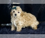 Small Photo #57 Maltipoo Puppy For Sale in WARSAW, IN, USA