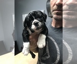 Small Photo #17 English Bulldogge Puppy For Sale in LAKESIDE, CA, USA