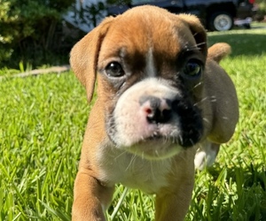 Boxer Puppy for sale in PORTSMOUTH, VA, USA