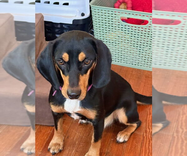 Medium Photo #2 Doxle Puppy For Sale in Mooresville, NC, USA