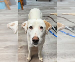 Golden Retriever-Unknown Mix Dogs for adoption in Claremore, OK, USA