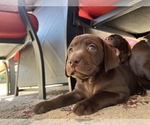 Small Photo #9 Labrador Retriever Puppy For Sale in TRACY, CA, USA