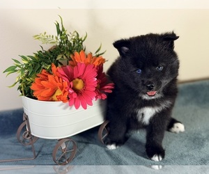 Pomsky Puppy for sale in DE SOTO, KS, USA