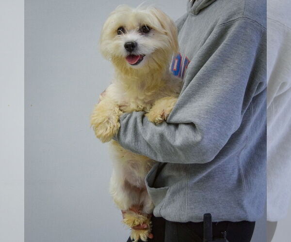 Medium Photo #4 Maltese-Unknown Mix Puppy For Sale in Huntley, IL, USA