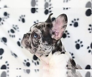 Medium French Bulldog