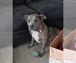Small #4 American Staffordshire Terrier Mix