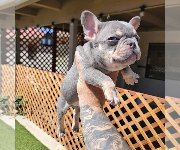 Medium Photo #7 French Bulldog Puppy For Sale in HESPERIA, CA, USA