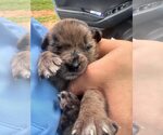 Small #2 Australian Shepherd Mix