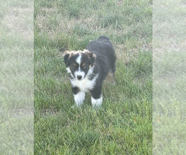 Medium Photo #5 Miniature Australian Shepherd Puppy For Sale in STRASBURG, CO, USA