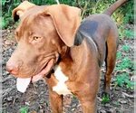 Small #4 Chocolate Labrador retriever Mix
