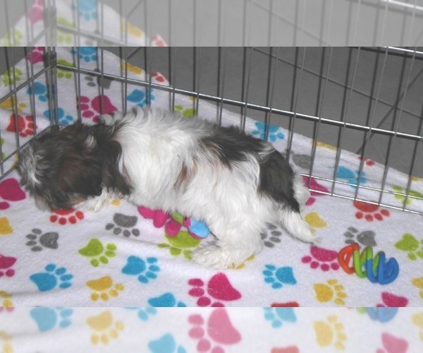 Medium Photo #16 Shorkie Tzu Puppy For Sale in ORO VALLEY, AZ, USA
