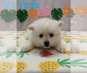 American Eskimo Dog Puppy for sale in CAMPBELL, MN, USA