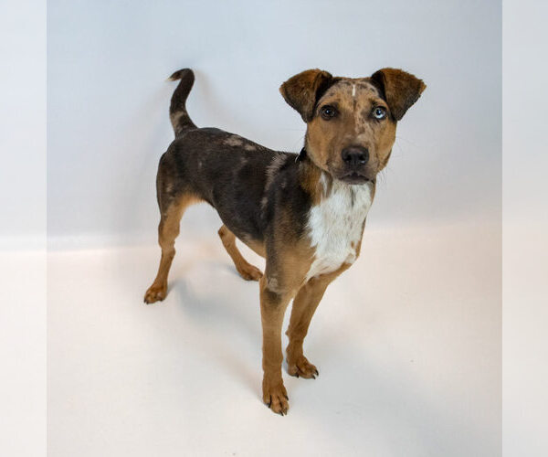 Medium Photo #6 Catahoula Leopard Dog-Unknown Mix Puppy For Sale in Kennesaw, GA, USA