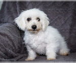Small Photo #13 Bichon Frise Puppy For Sale in WAKARUSA, IN, USA