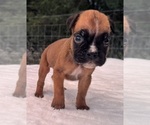 Small #6 Boxer