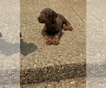 Small #11 Doberman Pinscher