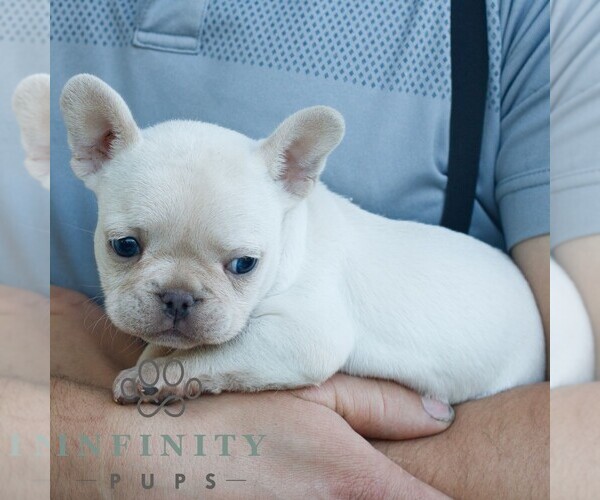 Medium Photo #3 French Bulldog Puppy For Sale in NARVON, PA, USA