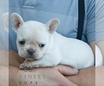 Small #2 French Bulldog