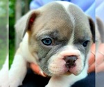 Small Photo #3 French Bulldog Puppy For Sale in PUYALLUP, WA, USA