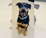 Small Rottweiler Mix