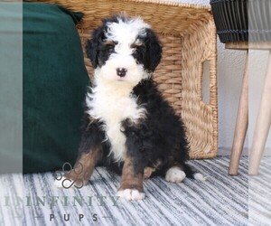 Bernedoodle (Miniature) Puppy for sale in NARVON, PA, USA