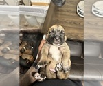 Small Photo #41 Cane Corso-Saint Bernard Mix Puppy For Sale in LIVERMORE, CA, USA