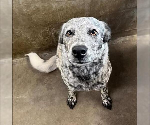 Medium Photo #1 Mutt Puppy For Sale in San Martin, CA, USA