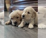 Image preview for Ad Listing. Nickname: Goldens