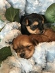 Small Photo #2 Yorkshire Terrier Puppy For Sale in KYLE, TX, USA