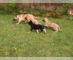 Small Photo #10 Malinois Puppy For Sale in ORCHARDS, WA, USA