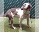 Small American Pit Bull Terrier Mix