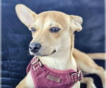 Small #3 Chihuahua Mix