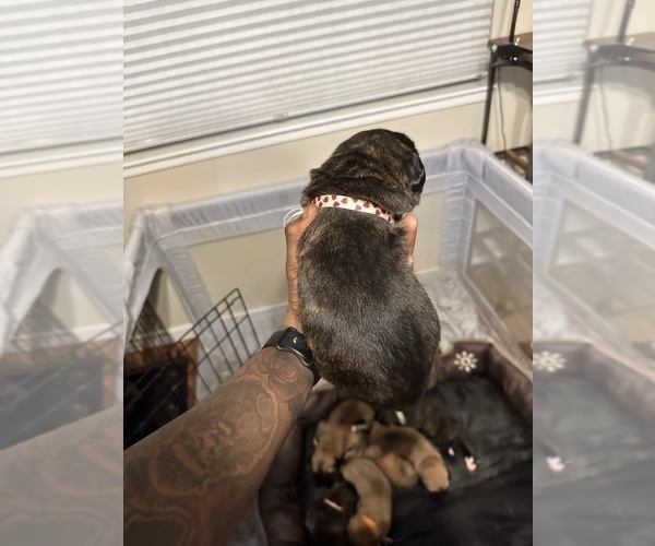 Medium Photo #49 Cane Corso-Saint Bernard Mix Puppy For Sale in LIVERMORE, CA, USA