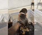 Small Photo #49 Cane Corso-Saint Bernard Mix Puppy For Sale in LIVERMORE, CA, USA