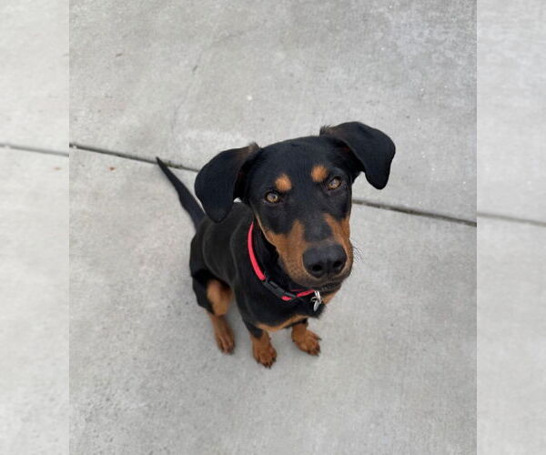 Medium Photo #1 Doberman Pinscher-Unknown Mix Puppy For Sale in Salt Lake City, UT, USA