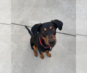 Doberman Pinscher Mix Dog for Adoption in Salt Lake City, Utah USA