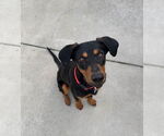 Small Doberman Pinscher Mix