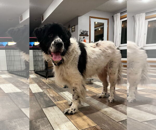 Medium Photo #3 Great Pyrenees-Irish Wolfhound Mix Puppy For Sale in Princeton, MN, USA